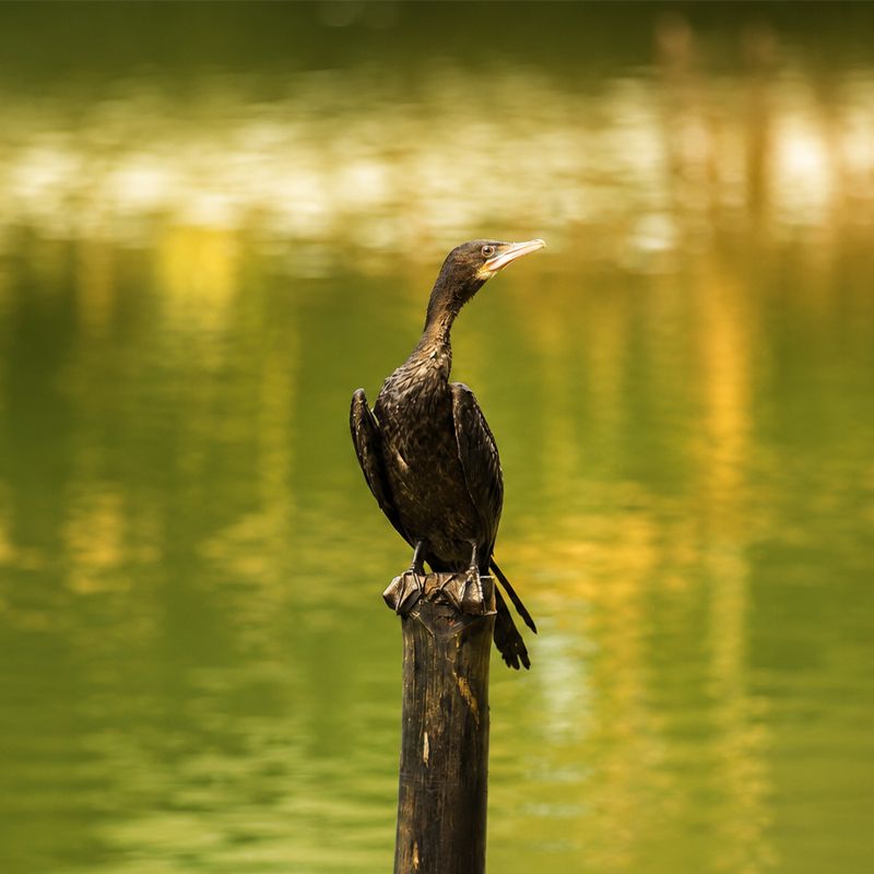 Nature Sanctuary Tours