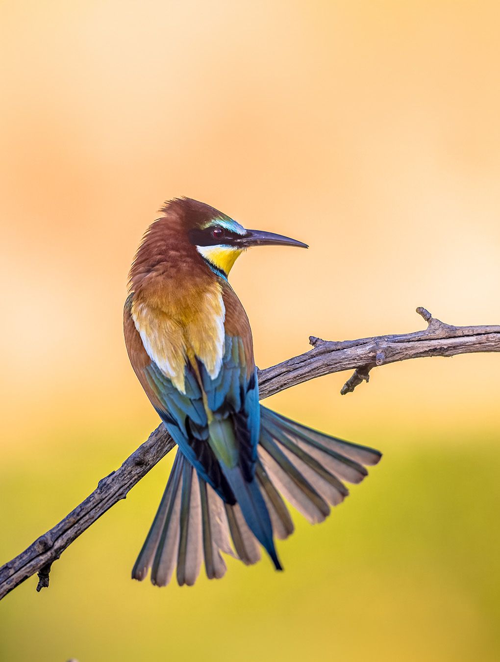 Birds Watching