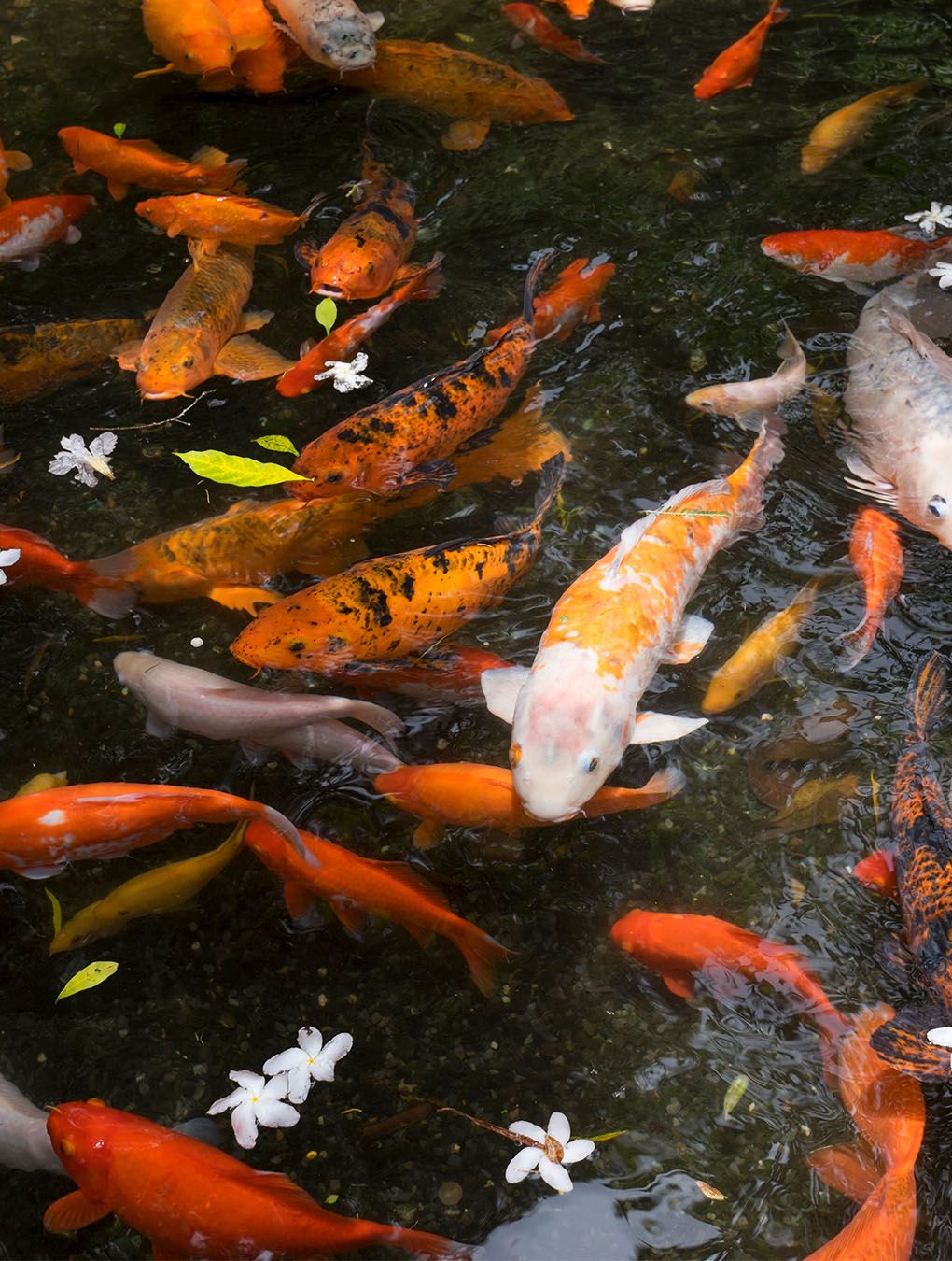 Fish Feeding